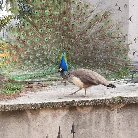 Corte Dei Pavoni 10 Minuti Da Stadio San Siro E Fiera Pet Friendly * Milaan